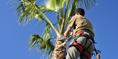 Palm Tree Care, Palm Tree Service, Plant & Tree Installation - free estimate
