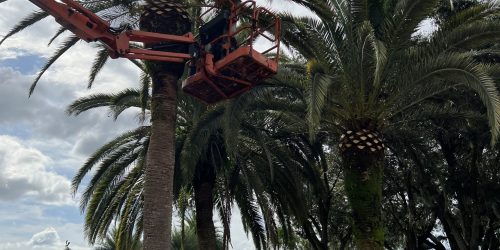 Tree Service