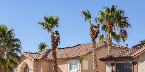Tree Service